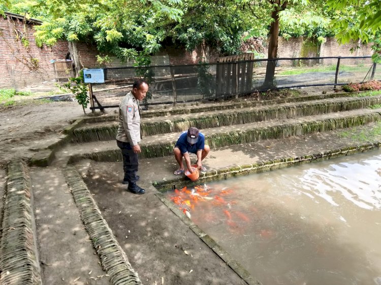 Semangati Warga Wujudkan Ketahanan Pangan di Tingkat Desa, Bhabinkamtibmas Polsek Prambon Tinjau Budidaya Ikan Nila